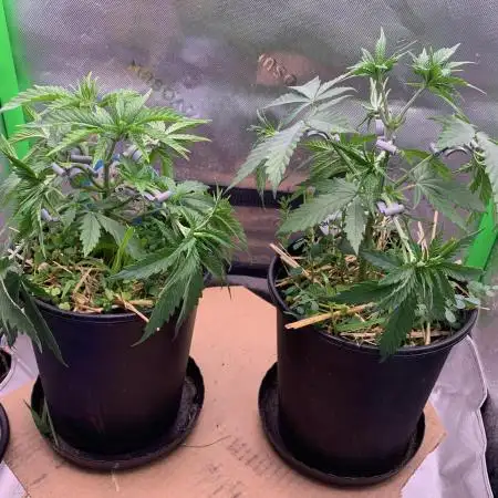 R11: Purple Ghost Candy