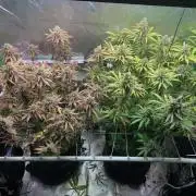 R11: Purple Ghost Candy