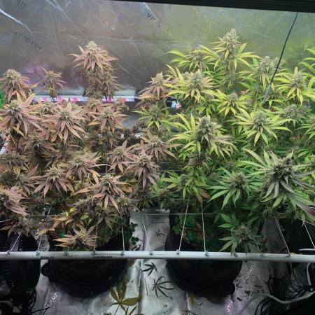 R11: Purple Ghost Candy