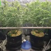 R11: Purple Ghost Candy