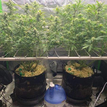 R11: Purple Ghost Candy