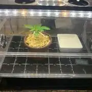 R15: Badazz OG Cheese