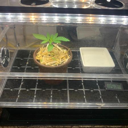 R15: Badazz OG Cheese