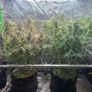 R11: Purple Ghost Candy