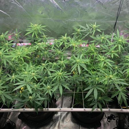 R11: Purple Ghost Candy