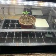 R15: Badazz OG Cheese