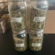 R14: White Widow