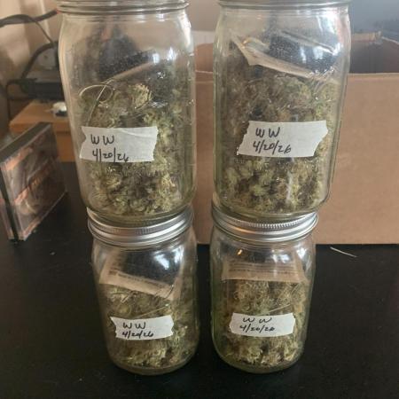R14: White Widow