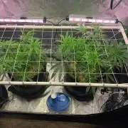 R11: Purple Ghost Candy