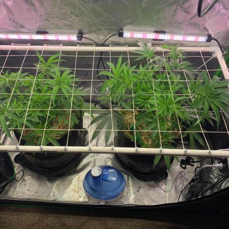 R11: Purple Ghost Candy