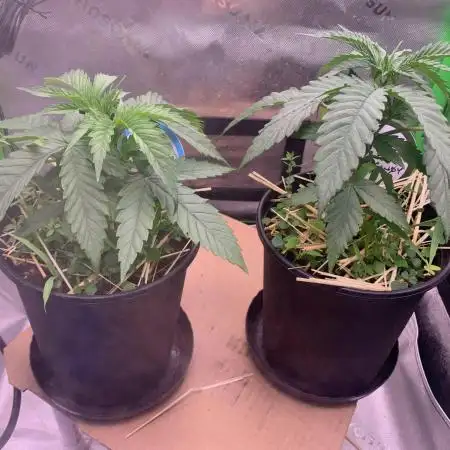 R11: Purple Ghost Candy