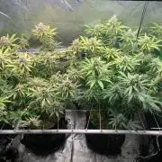 R11: Purple Ghost Candy