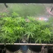 R11: Purple Ghost Candy