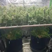 R16: Blue Gelato