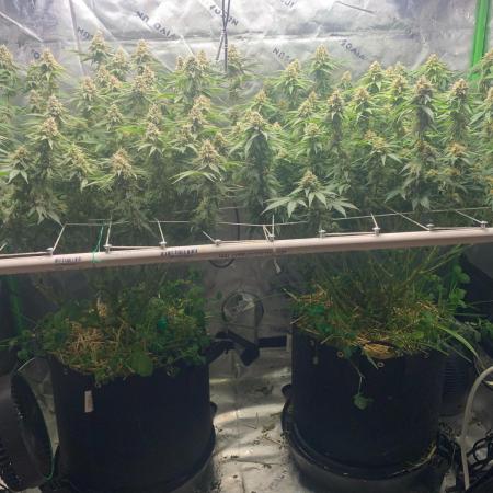 R16: Blue Gelato