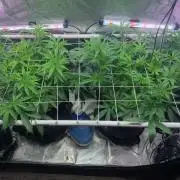 R11: Purple Ghost Candy