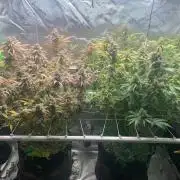 R11: Purple Ghost Candy