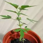 O.G Kush - Royal Queen Seeds #firstone