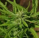 DIESEL AUTOMATIC / First try