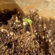 6L Low Maintenance GMO Auto