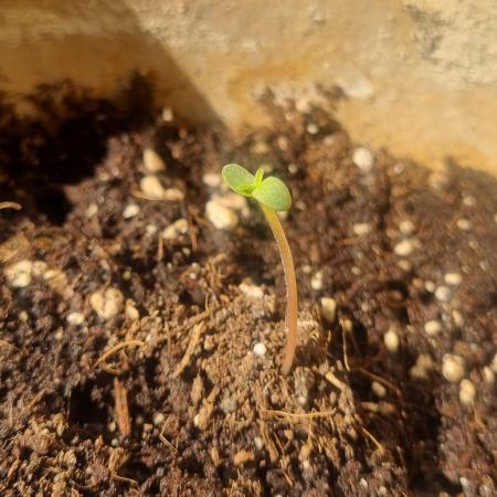 6L Low Maintenance GMO Auto
