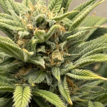 Gelato Auto 12/12 due to cold stress