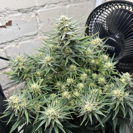 Gorilla Cookies Auto Fast Buds