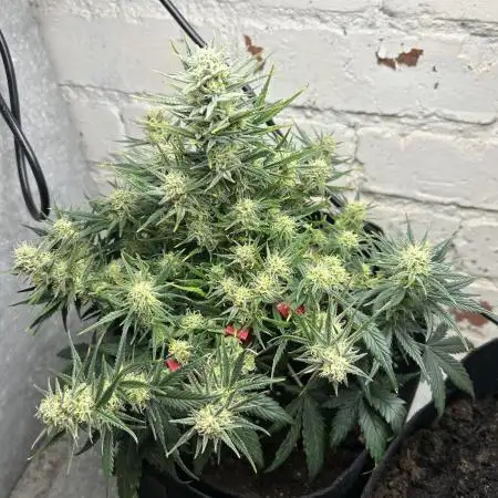 Gorilla Cookies Auto Fast Buds