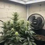 Gorilla Cookies Auto Fast Buds