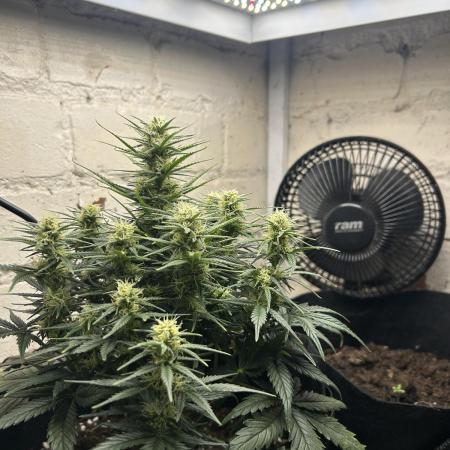 Gorilla Cookies Auto Fast Buds