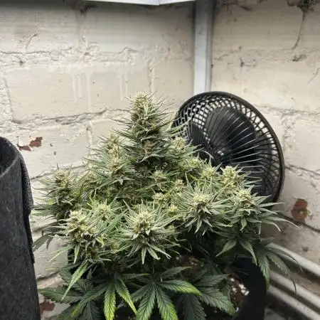 Gorilla Cookies Auto Fast Buds