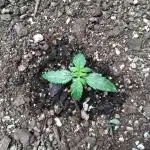 Red Devil Auto from WeedSeedsExpress