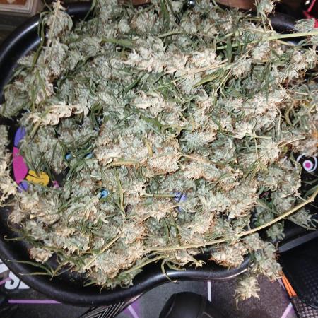 Sundae Driver Auto