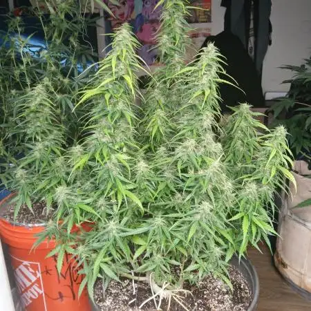 Ghost Train Haze Auto