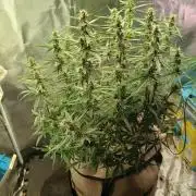 Permanent Marker Auto