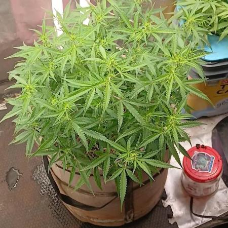 Permanent Marker Auto