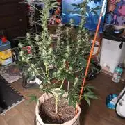 Sundae Driver Auto