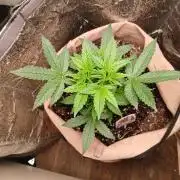 Sundae Driver Auto