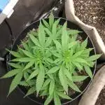 Genius Juice x Cinderella 99 Feminized