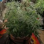 Genius Juice x Cinderella 99 Feminized