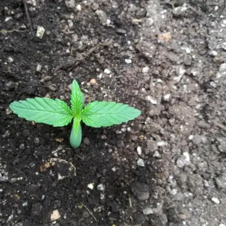 Permanent Marker Auto