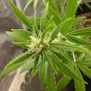 Red Devil Auto from WeedSeedsExpress