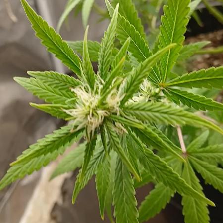 Red Devil Auto from WeedSeedsExpress