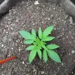 Permanent Marker Auto