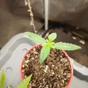 Sundae Driver Auto