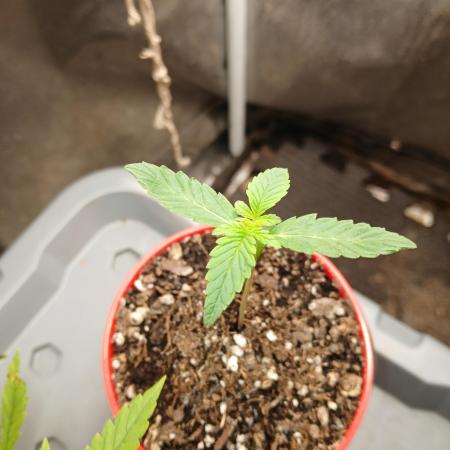 Sundae Driver Auto