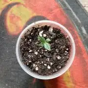 Watermelon Candy Auto