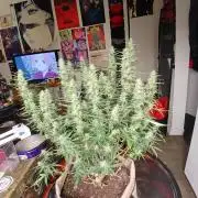 Permanent Marker Auto