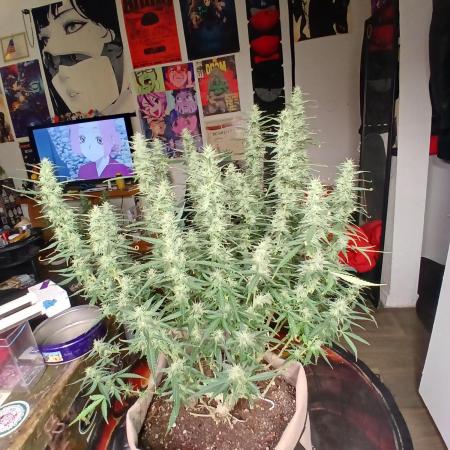 Permanent Marker Auto