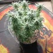 Red Devil Auto from WeedSeedsExpress